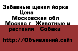 Забавные щенки йорка › Цена ­ 15 000 - Московская обл., Москва г. Животные и растения » Собаки   